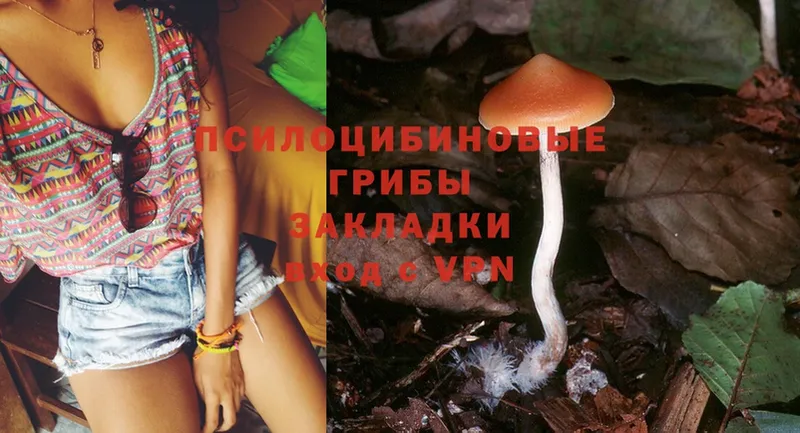 Псилоцибиновые грибы Psilocybe Починок